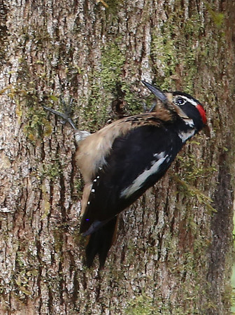 Hairy Woodpecker - Suria, Costa Rica