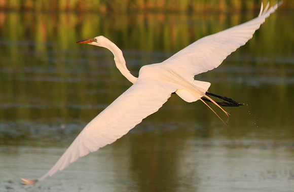 Great Egret - Sunset