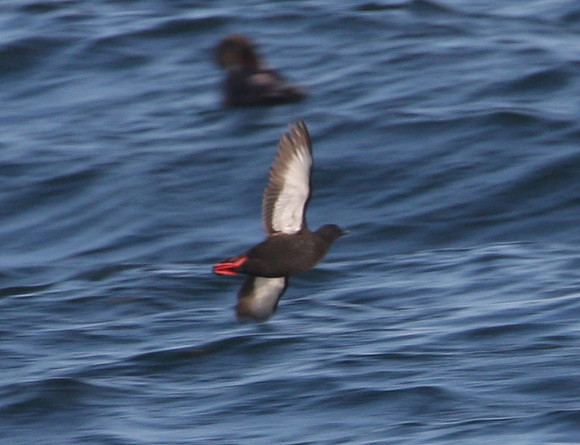 Black Guillemot