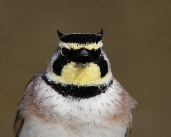 Horned Lark