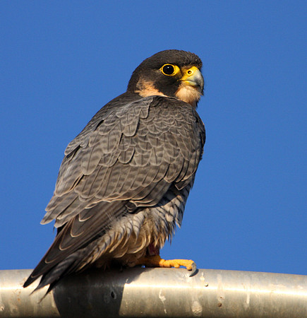 Peregrine Falcon Neomi Jo