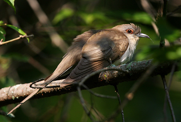 Black-billed Cuckoo