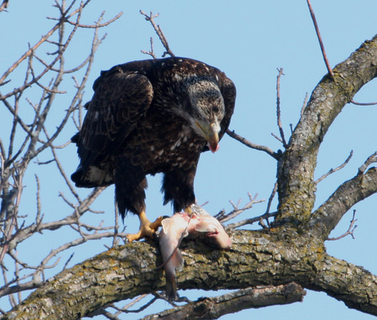 Bald Eagle