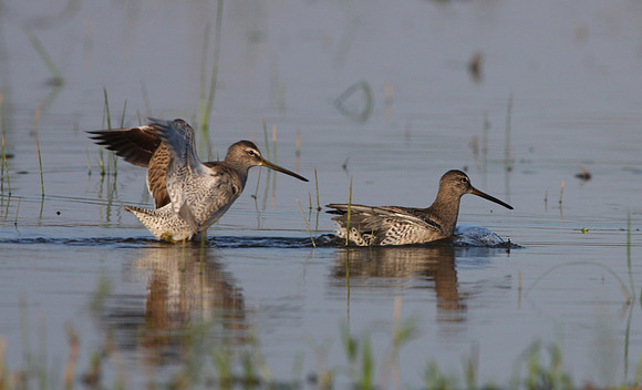 Short-billed Dowitcher