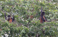 Geoffroy's spider monkey - Laguna Lagarta, Costa Rica
