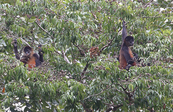 Geoffroy's spider monkey - Laguna Lagarta, Costa Rica