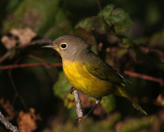 Nashville Warbler