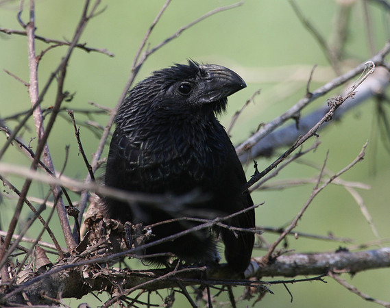 Groove-billed Ani