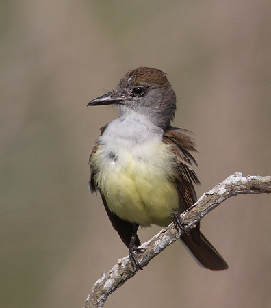 Ash-throated Flycatcher Santa Ana National Wildlife Refuge Texas