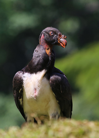King Vulture - Laguna Lagarto, Costa Rica