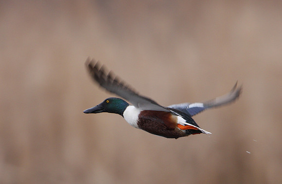 Northern Shoveler