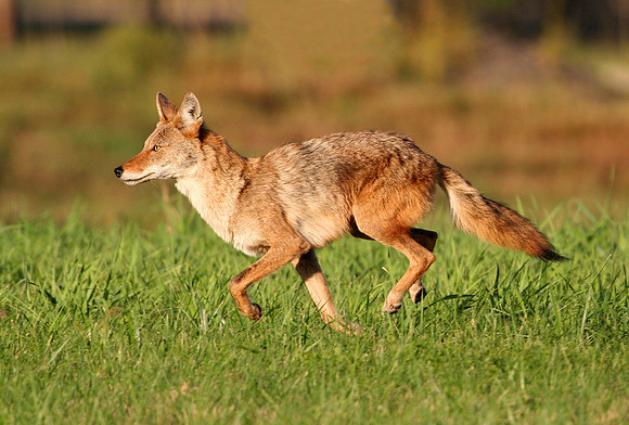 Coyote