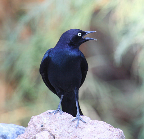 Brewer's Blackbird