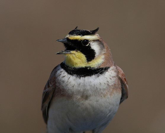 Horned Lark