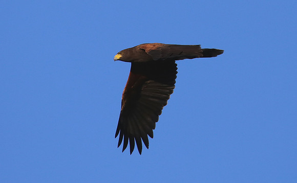 Haris's Hawk - Tarcol River, Costa Rica