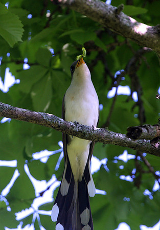 Yellow-billed Cuckoo