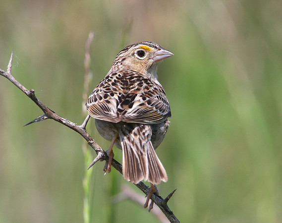 Grasshopper Sparrow