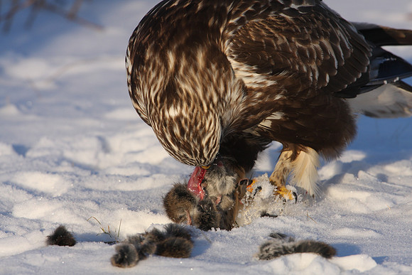 Rough-legged Hawk