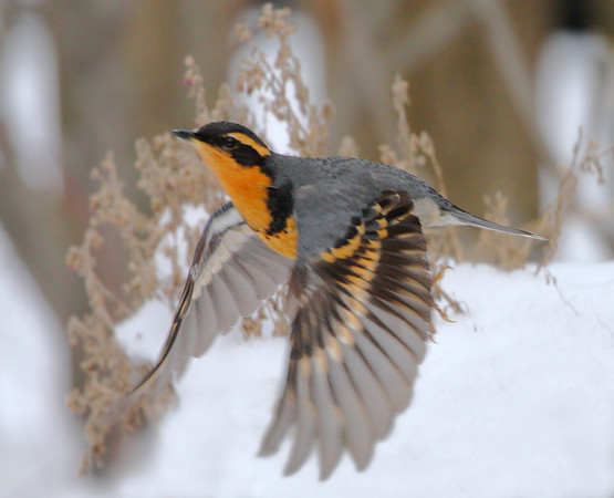 Varied Thrush - Evanston, Illinois