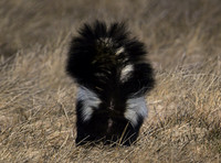 Striped Skunk - Bolingbrook, IL