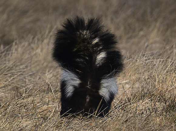 Striped Skunk - Bolingbrook, IL