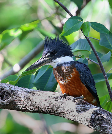 Ringed Kingfisher - Casa Solimar, Costa Rica