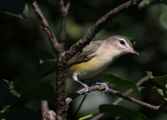 Warbling Vireo