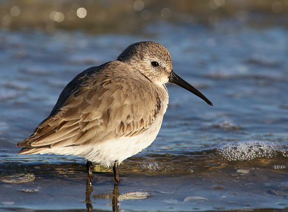Dunlin - Galveston, Texas