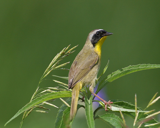 Common Yellowthroat