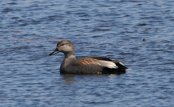 Gadwall