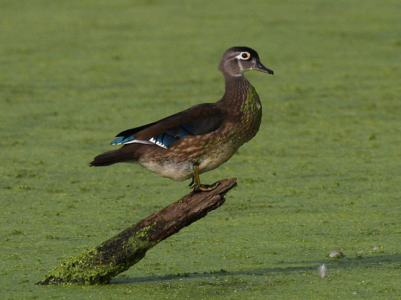 Wood Duck