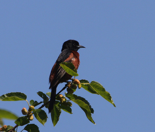 Orchard Oriole (breeding male)