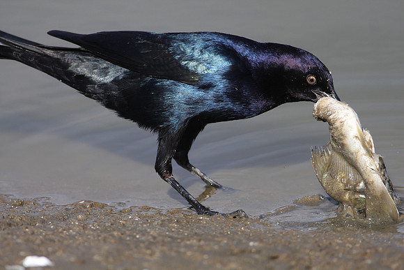 Boat-tailed Grackle