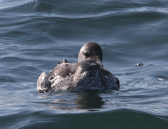 Black Guillemot
