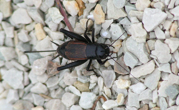 Field Cricket