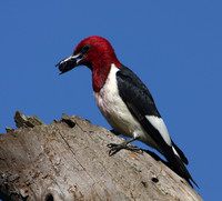 Red-headed Woodpecker