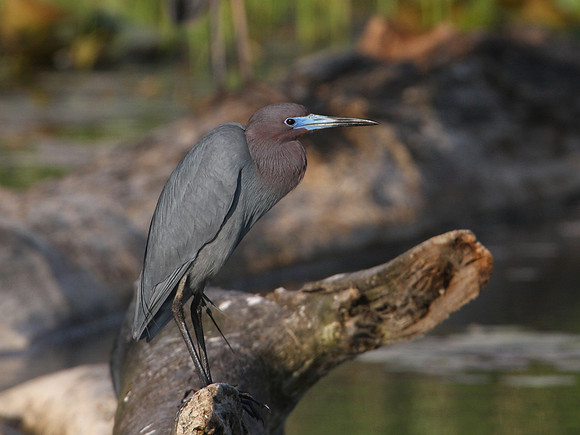 Little Blue Heron Chicago, Illinois JCIM Marsh