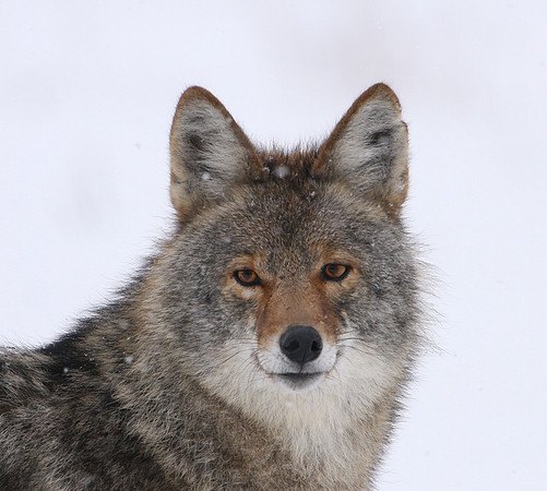 Coyote