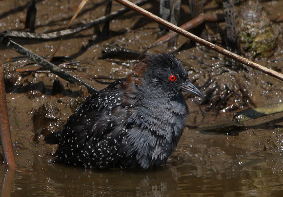 Black Rail Anahuac National Wildlife Refuge, Texas