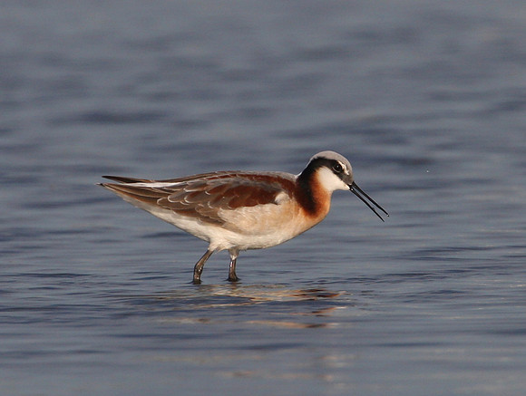 Wilson's Phalarope