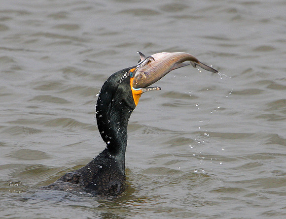 Double-crested Cormorant (with fish)