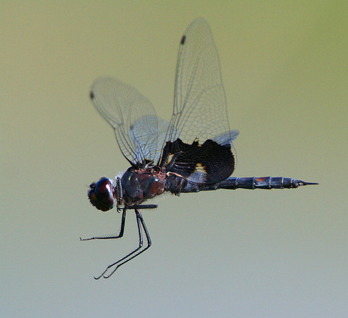 Black Saddlebags in Flight