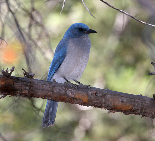 Mexican Jay - Chiricahua National Monument Arizon