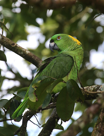 Yellow-naped Parrot - Selva Verde, Costa Rica