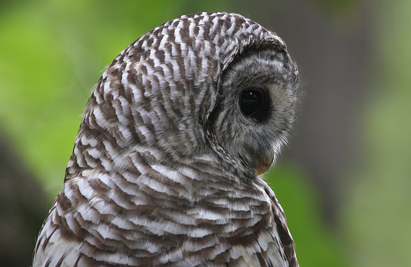 Barred Owl