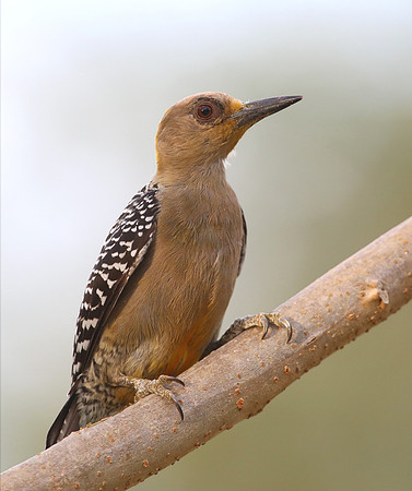 Hoffman's Woodpecker - Costa Rica
