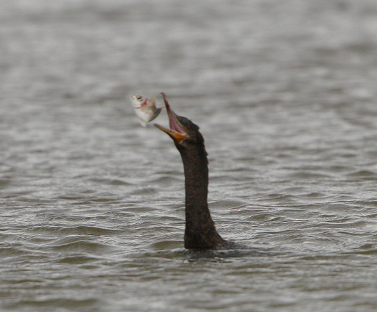 Neotropic Cormorant