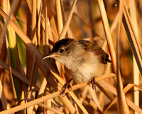 Marsh Wren