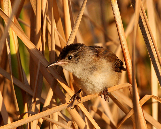 Marsh Wren