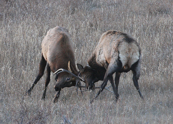 Elk Yellowstone National Park